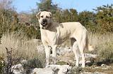 KANGAL 026